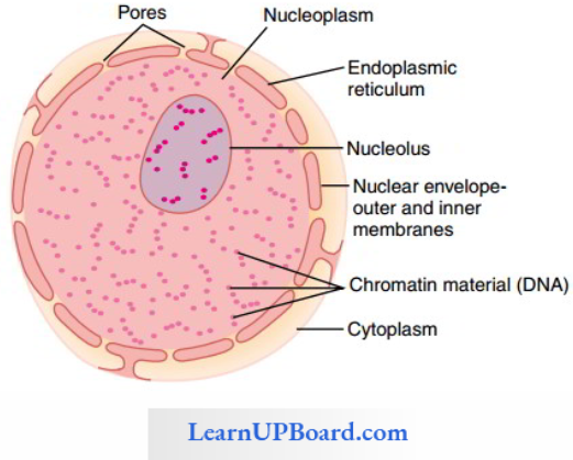 NEET Biology Cell The Unit Of Life Structure Of Nucleus