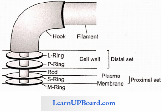 NEET Biology Cell The Unit Of Life Structure of Flagellum