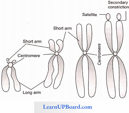 NEET Biology Cell The Unit Of Life Types Of Chromosomes Based On The Position Of Centromere