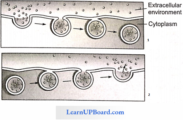 NEET Biology Cell The Unit Of Life Types Of Transport
