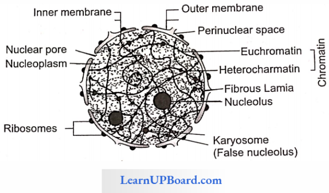 NEET Biology Cell The Unit Of Life Ultra Struture Of Interphase Nucleus
