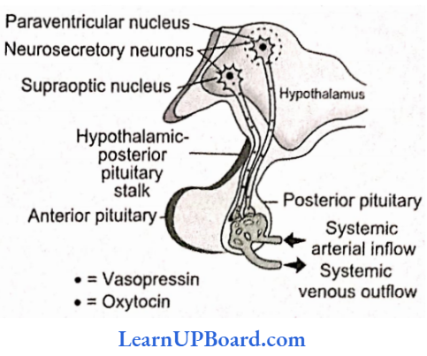 NEET Biology Chemical Coordination And Integration Diagrammatic Representation Of Posterior Pituitary