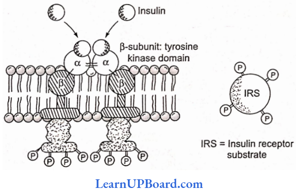 NEET Biology Chemical Coordination And Integration Insulin Hormone Binding To Its Receptor