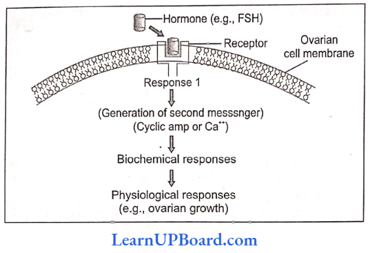 NEET Biology Chemical Coordination And Integration Protein Hormone