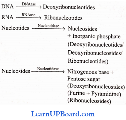 NEET Biology Digestion And Absorption Digestion Of Nucleic Acids