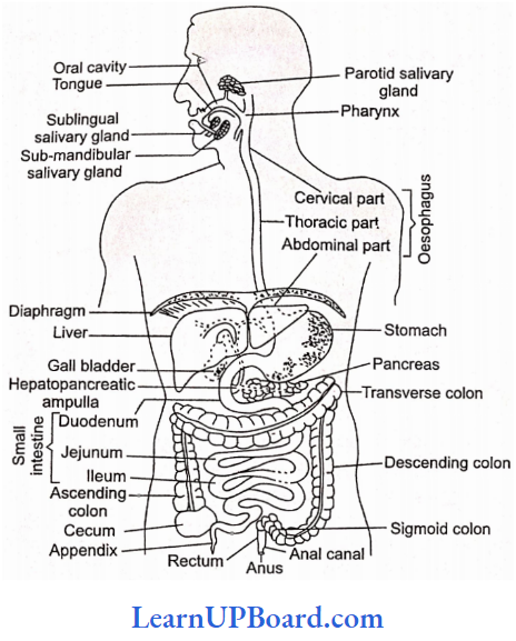 NEET Biology Digestion And Absorption Human Digestive System