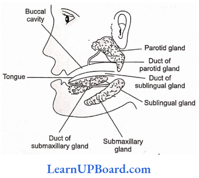 NEET Biology Digestion And Absorption Human Salivary Glands