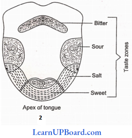 NEET Biology Digestion And Absorption Human Tongue