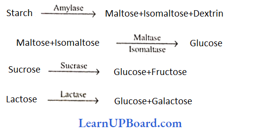 NEET Biology Digestion And Absorption Maltase And Isomaltase