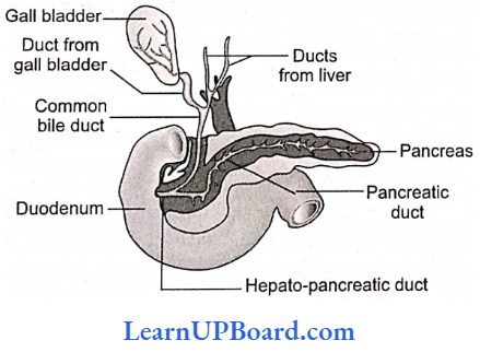NEET Biology Digestion And Absorption Pancreas