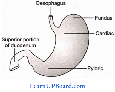 NEET Biology Digestion And Absorption Structure Of Stomach