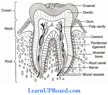 NEET Biology Digestion And Absorption Structure Of Tooth