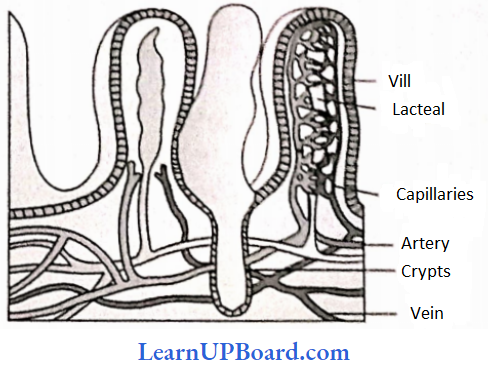 NEET Biology Digestion And Absorption Structure Of Villi Containing Lymphatic Capillaries