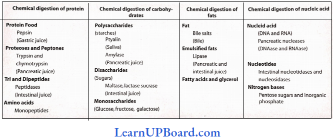 NEET Biology Digestion And Absorption Summary Of Chemical Digestion Of Food