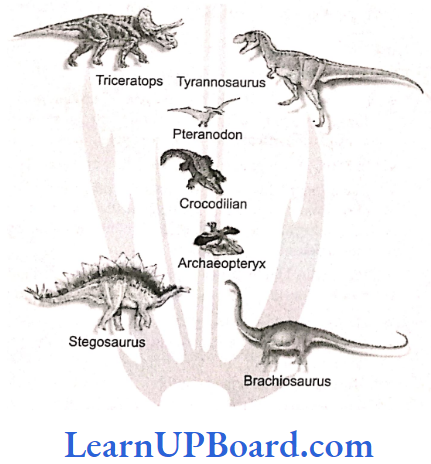 NEET Biology Evolution A family tree of dinosaurs and their living modern day counterpart organisms