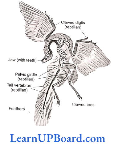 NEET Biology Evolution Archaeopteryx