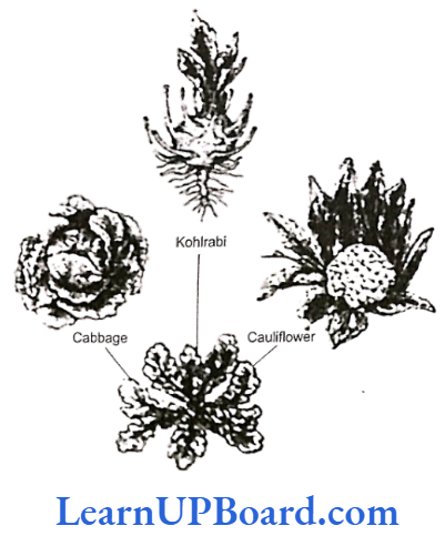 NEET Biology Evolution Cabbage, cauliflower and kohlrabi are descendants of a common ancestor