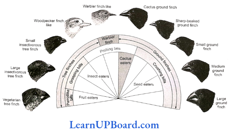 NEET Biology Evolution Darwin's finches