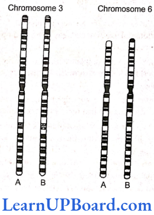 NEET Biology Evolution Diagram representation of banding pattern in chromosomes