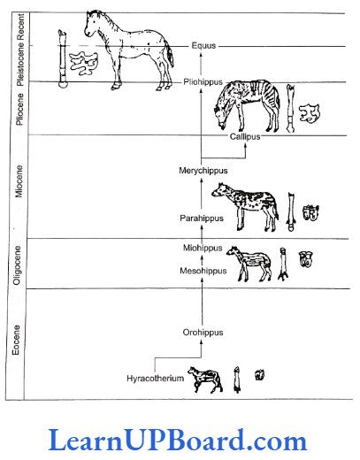 NEET Biology Evolution Evolution of horses