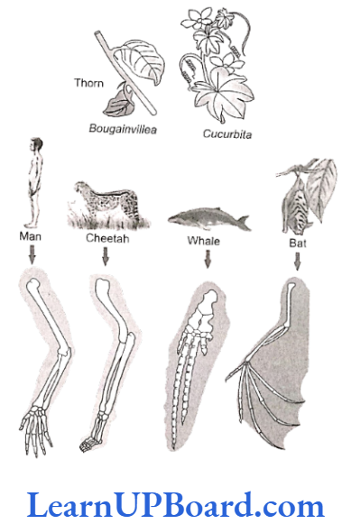 NEET Biology Evolution Examples of homologous organs