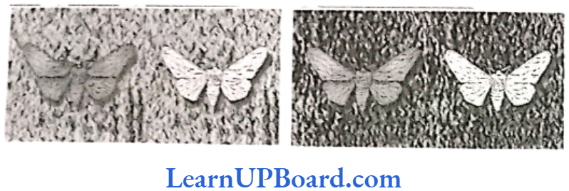 NEET Biology Evolution Figure showing white-winged moth and dark-winged moth on a tree trunk