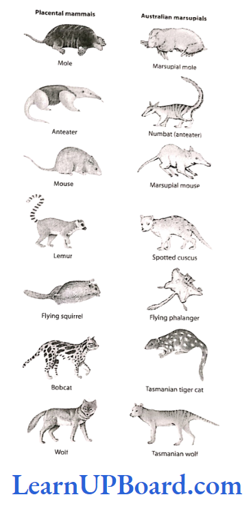 NEET Biology Evolution Picture showing convergent evolution of Australian marsupials and placental mammals