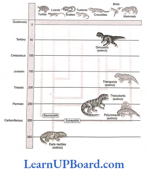NEET Biology Evolution Representative evolutionary history of vertebrates through geological period