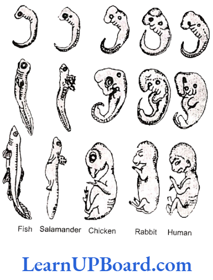NEET Biology Evolution Similarity in the embryo of different vertebrates