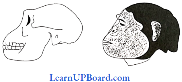 NEET Biology Evolution Skull and reconstructed head of Australopithecus