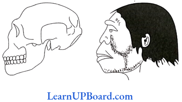 NEET Biology Evolution Skull and reconstructed head of Homo erectus