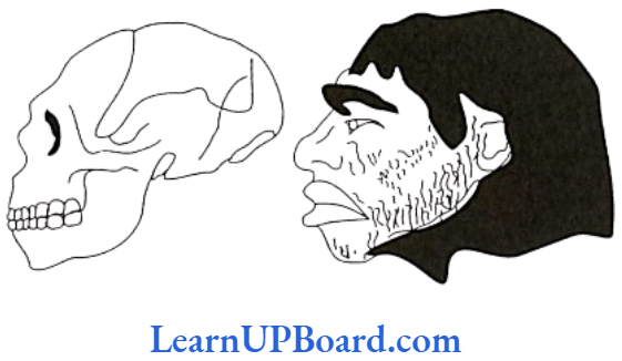 NEET Biology Evolution Skull and reconstructed head of Neanderthal man