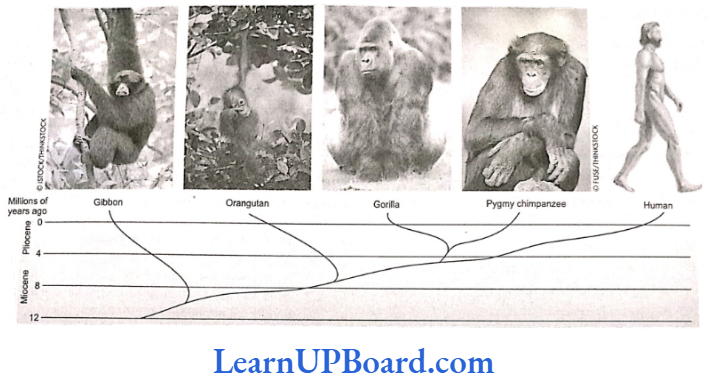 NEET Biology Evolution The four present-day apes and man