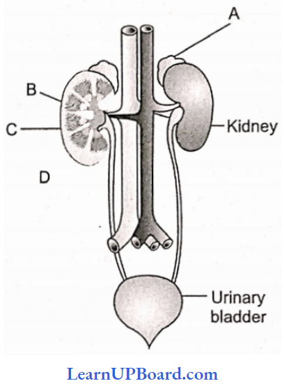 NEET Biology Excretory Products And Their Elimination Human Urinary System