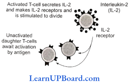 NEET Biology Human Health And Disease Activation of T-cells by the action of macrophages and interleukin-2