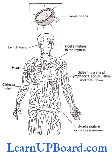 NEET Biology Human Health And Disease Human lymphatic system
