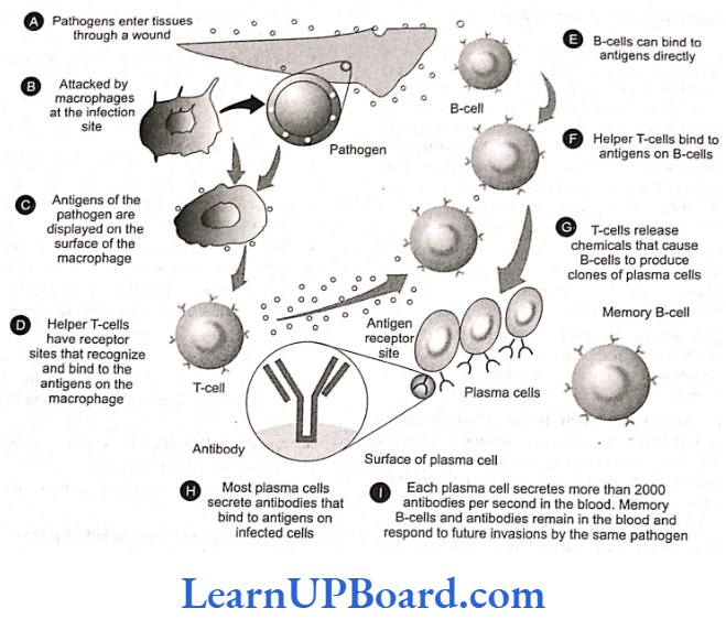 NEET Biology Human Health And Disease Life cycle of B-cells