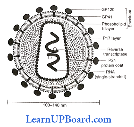 NEET Biology Human Health And Disease Schematic diagram of HIV