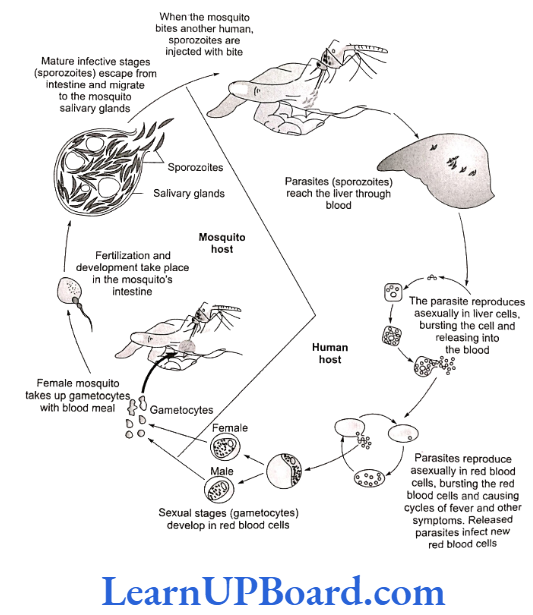 NEET Biology Human Health And Disease Stages in the life cycle of plasmodium