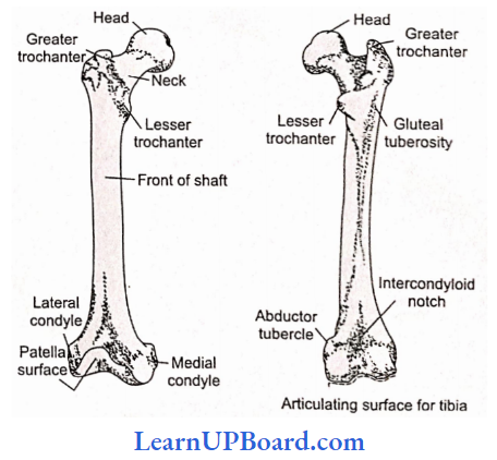 NEET Biology Locomotion And Movement Anterior And Posterior Aspects Of The Right Femur