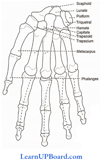 NEET Biology Locomotion And Movement Anterior Aspect Of The Bones Of The Right Wrist And Hand