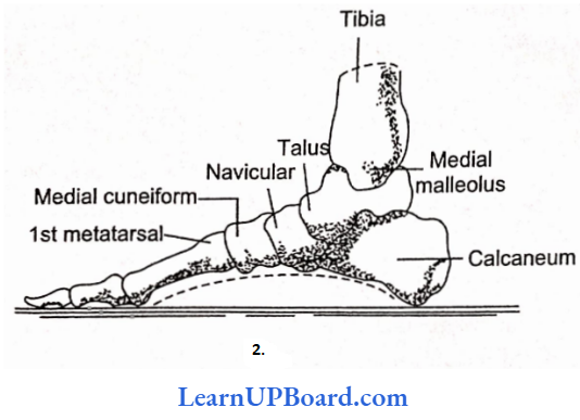 NEET Biology Locomotion And Movement Bones Of The Right Foot Showing The Medial
