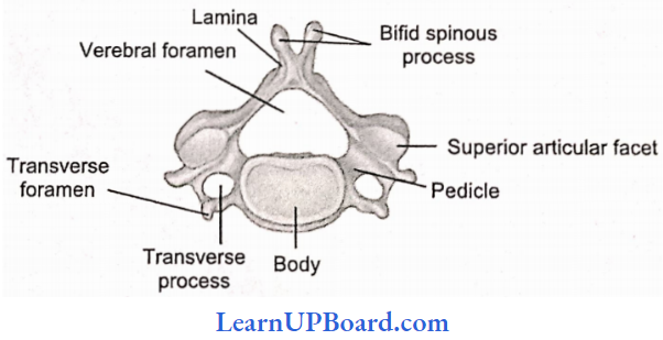 NEET Biology Locomotion And Movement Cervical Vertebrae