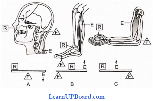 NEET Biology Locomotion And Movement Classes Of Levers