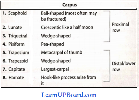 NEET Biology Locomotion And Movement Composition Of Carpus Bone