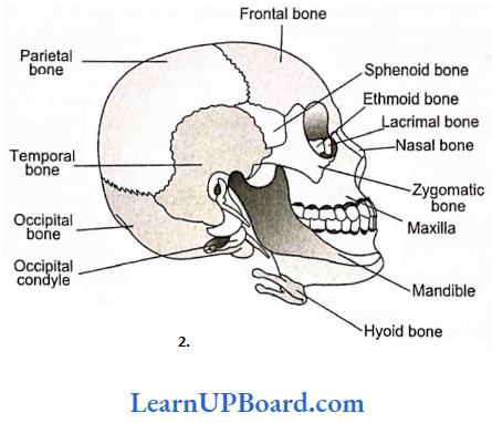 NEET Biology Locomotion And Movement Distribution Of Skull Bones In Human