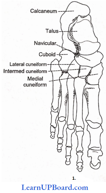 NEET Biology Locomotion And Movement Dorsal View Of The Bones Of The Right Foot