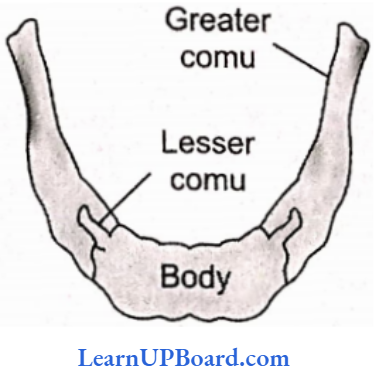 NEET Biology Locomotion And Movement Human Hyoid Bone