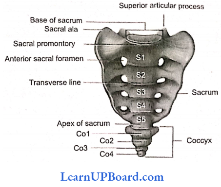 NEET Biology Locomotion And Movement Human Sacrum And Coccyx