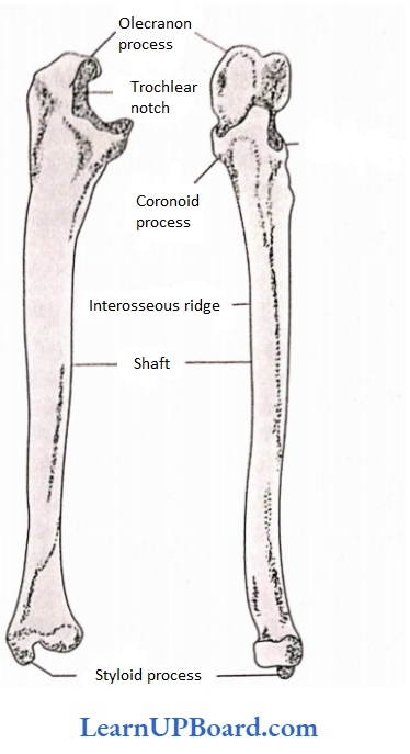 NEET Biology Locomotion And Movement Left Ulna Showing Anterior And Lateral Aspects